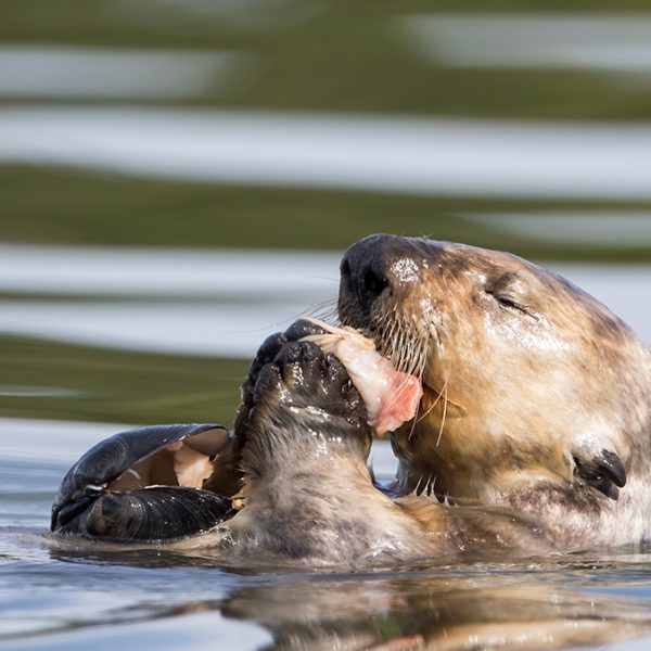 Sea Otter Science - Elakha Alliance