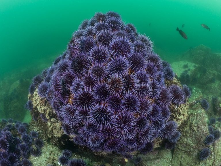 Discover ocean. Kelp. Varieties of Japanese Kelp.