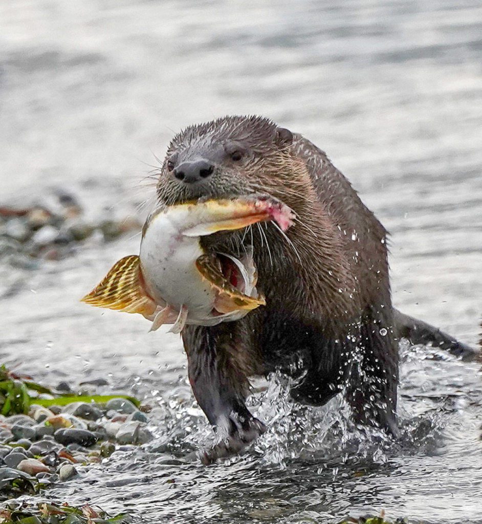 Webinar: Pacific NW River Otter: Habitat, Ecology, and Health (7/26/21