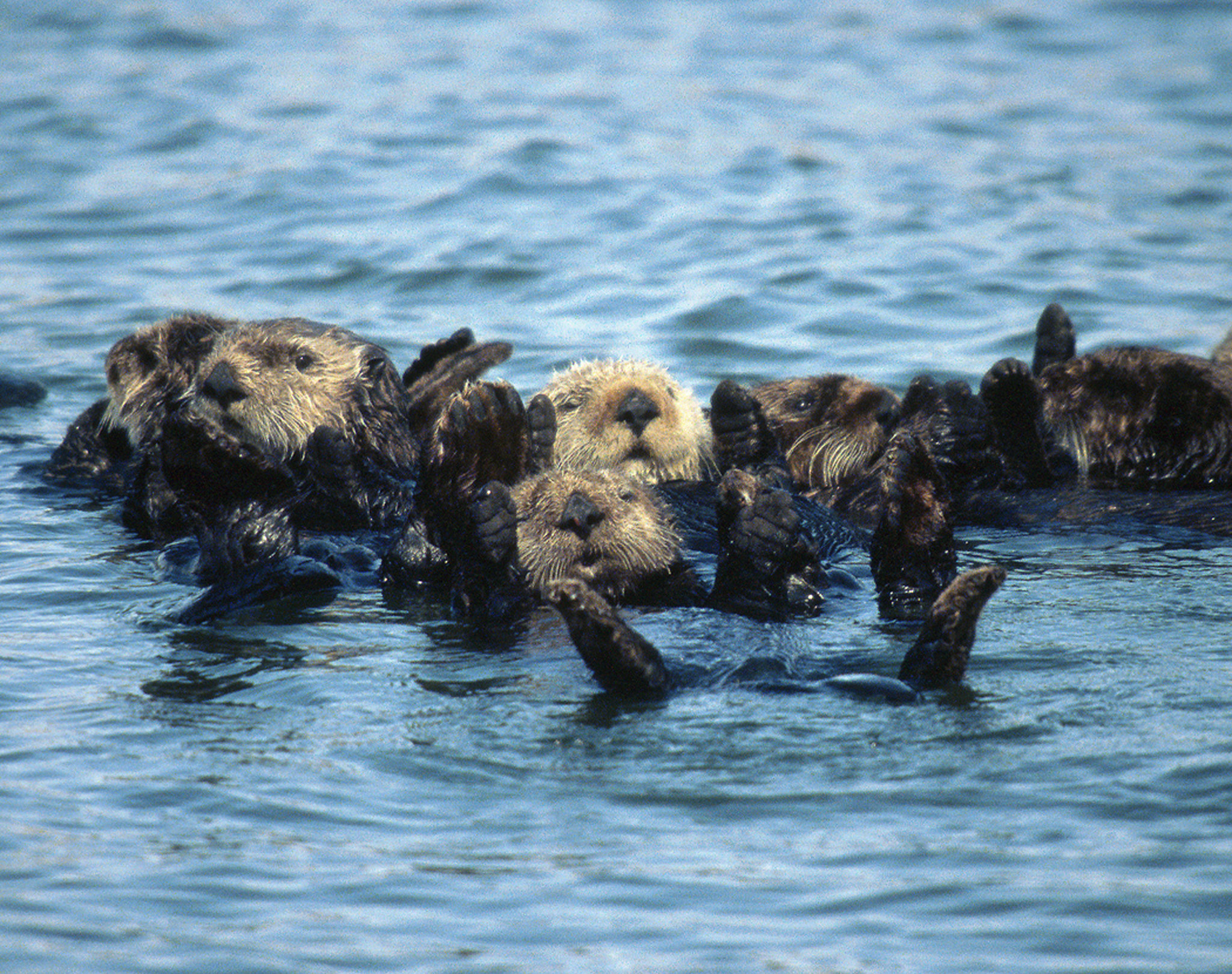 Restoring Sea Otters To The Oregon Coast Corvallis Museum 9282022