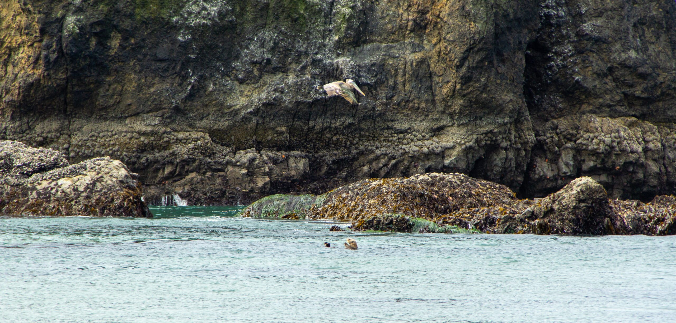 Read more about the article Two Sea Otters Spotted in Cannon Beach, Oregon