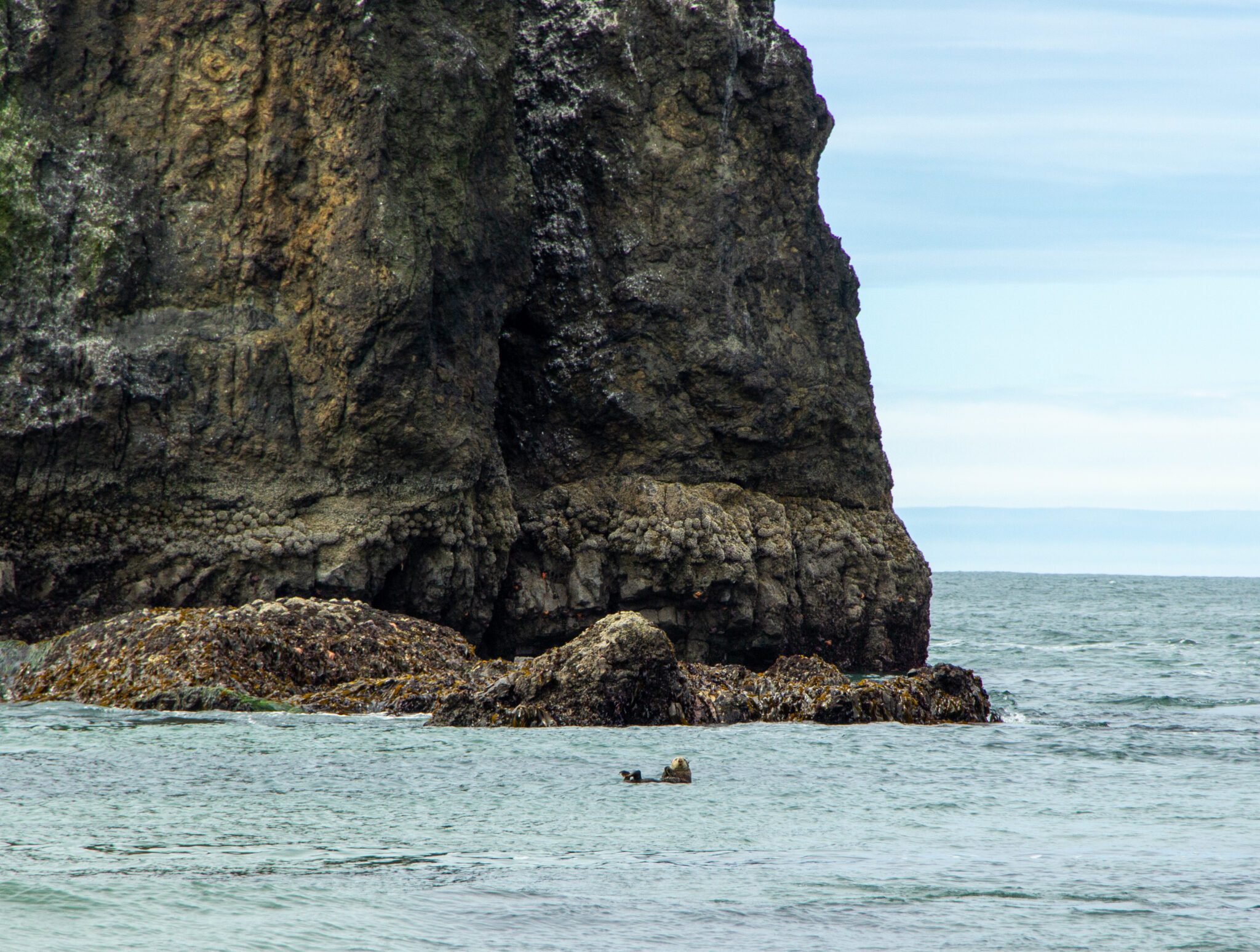 Two Sea Otters Spotted in Cannon Beach, Oregon - Elakha Alliance