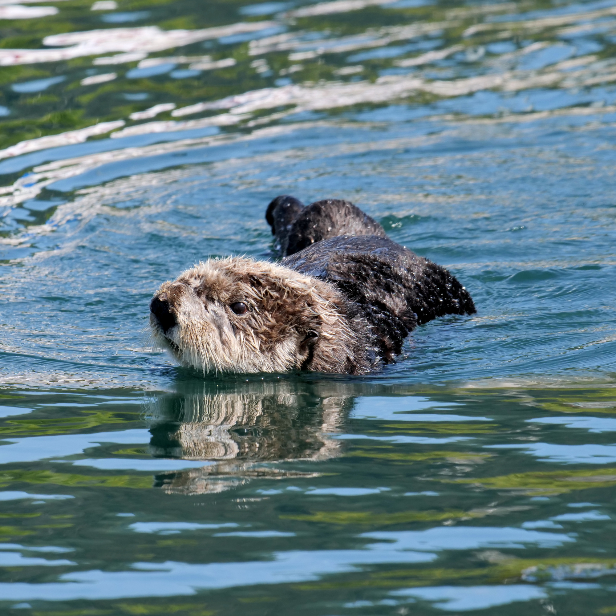 Read more about the article Oregon’s Sea Otter Awareness Week: Join Us for Exciting Events & Conservation Efforts!